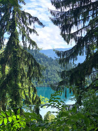 Scenic view of lake in forest against sky