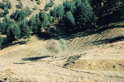 Scenic view of trees