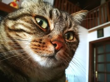 Close-up portrait of cat