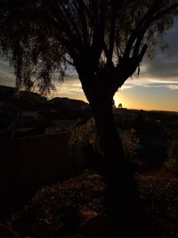 Silhouette tree on field against sky during sunset