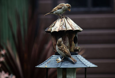 Close-up of bird perching on wood