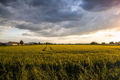 Scenic view of agricultural field against sky