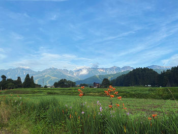 Scenic view of grassy field against sky