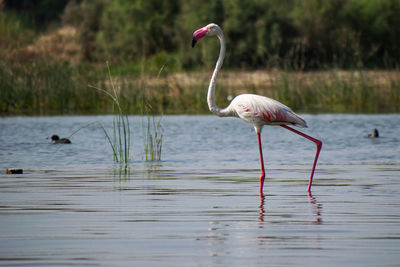 Bird in a lake