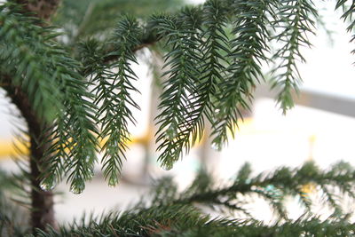 Close-up of pine tree