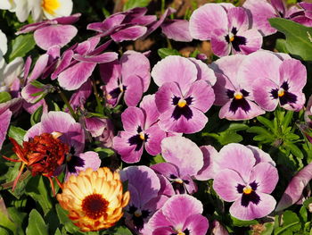 Close-up of pink flowering plants in park