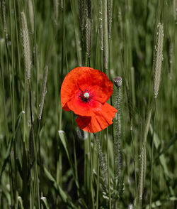 Close-up of red flower