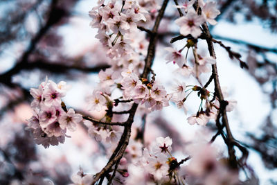 Close-up of cherry blossom
