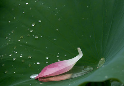 Petal on wet leaf
