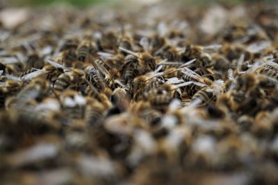 Close-up of dried dry leaf on land