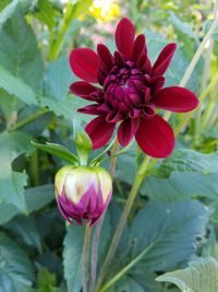 Close-up of flower blooming outdoors