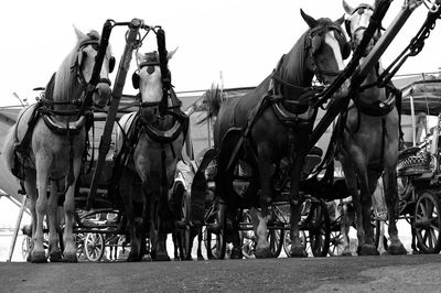 Horse cart against sky