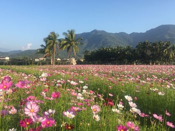 Pink flowering plants on field against sky