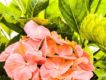 Close-up of pink flowering plant