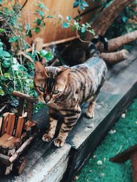 Cat looking away on wood