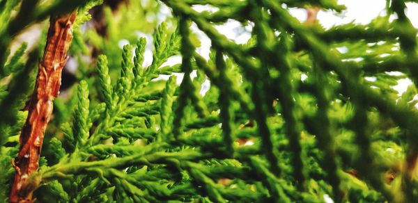 Close-up of pine tree