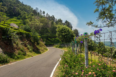 Road amidst flowering plants and trees against sky