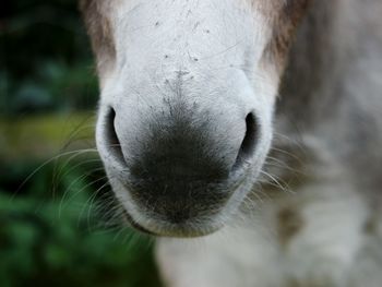 Close-up of rabbit