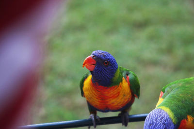 Close-up of bird perching on leaf