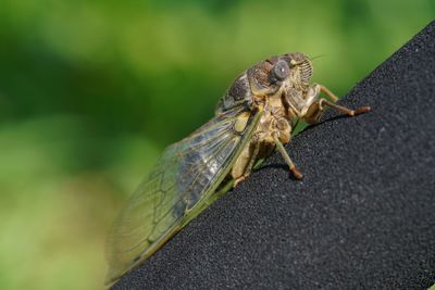 Close-up of insect on leaf