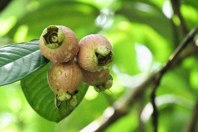 Close-up of fruit growing on tree