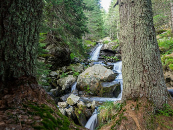 Stream flowing through rocks in forest