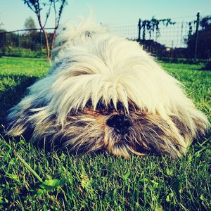 Plants growing on field