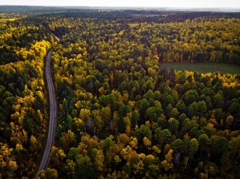 High angle view of trees on field