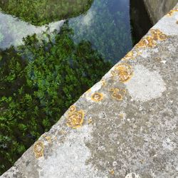 High angle view of plants growing in lake