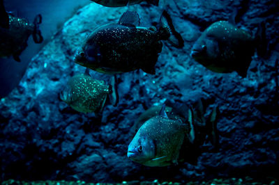 Close-up of fish swimming in sea