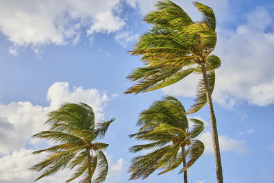 Low angle view of palm tree against sky