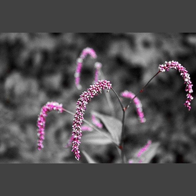 flower, pink color, focus on foreground, close-up, fragility, petal, freshness, growth, beauty in nature, plant, nature, selective focus, flower head, pink, blooming, day, stem, outdoors, no people, red