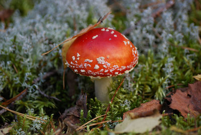 Close-up of fly agaric mushroom on field