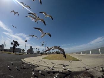 Seagulls flying in sky
