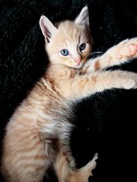 Close-up portrait of cat