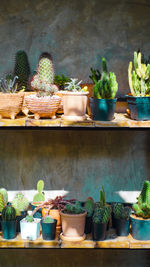 Potted plants at market stall