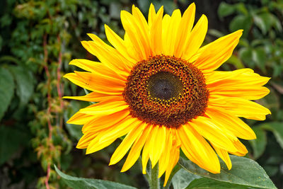 Close-up of fresh sunflower blooming outdoors