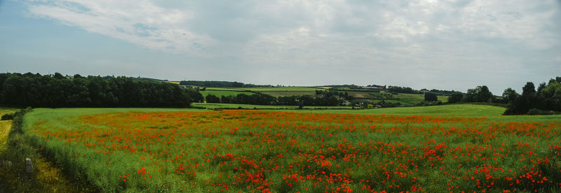 Scenic view of field against sky