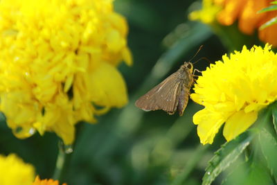 Close-up of butterfly pollinating on yellow flower