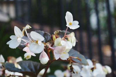 Close-up of white flowers blooming on tree