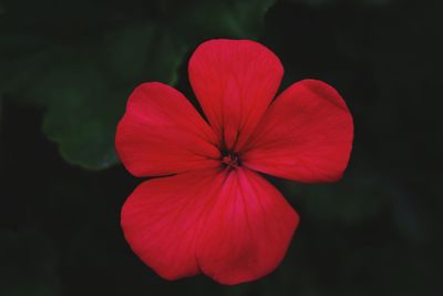 Close-up of flower blooming outdoors