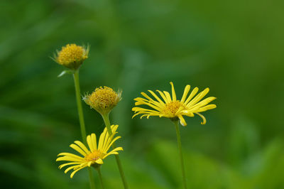 Close-up of yellow flowers blooming outdoors