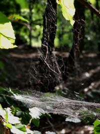 Close-up of spider web on plant in forest