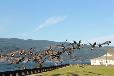 Canada geese flying over landscape