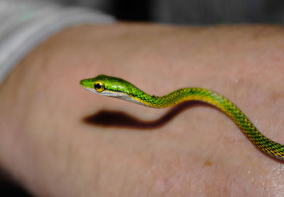 Close-up side view of a snake