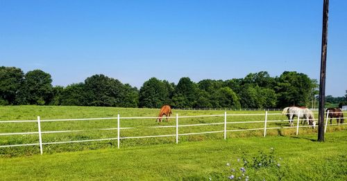 View of horse on field against sky