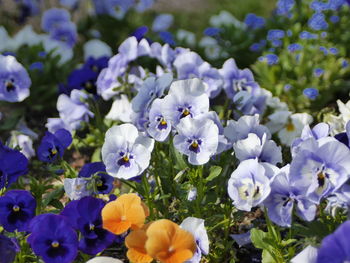 Close-up of purple flowers blooming outdoors