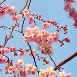 Low angle view of pink flowers blooming on tree
