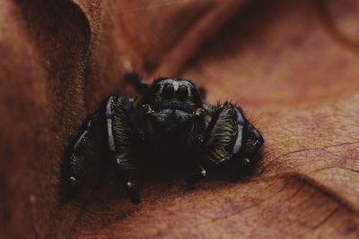 Close-up of spider