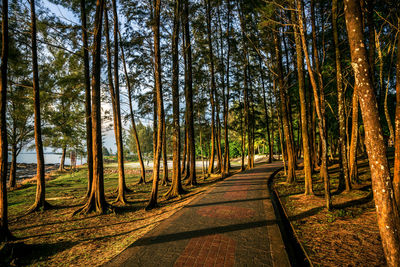 Footpath amidst trees in forest